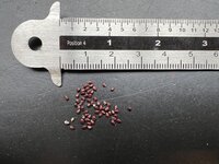 Golden Barrel Cactus (Echinocactus grusonii)