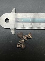 Andalusian Dutchman's Pipe (Aristolochia baetica)