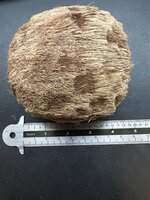 Palmyra palm (Borassus flabellifer)