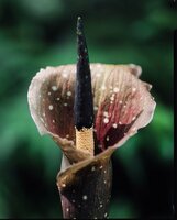 Kyushu voodoo lily (Amorphophallus kiusianus)