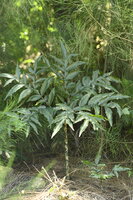 Kyushu voodoo lily (Amorphophallus kiusianus)