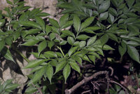 Henry's aroid (Amorphophallus henryi)