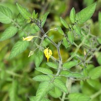 Gal&aacute;pagos tomato (Solanum cheesmaniae)