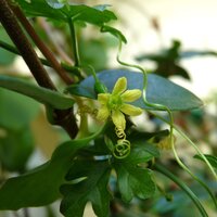 Baboon cucumber (Kedrostis africana)