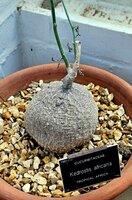 Baboon cucumber (Kedrostis africana)