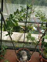 Baboon cucumber (Kedrostis africana)