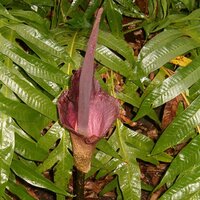 Konjac (Amorphophallus konjac)