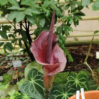 Konjac (Amorphophallus konjac)