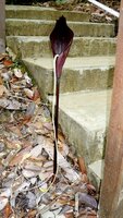 Aroid (Amorphophallus pendulus)