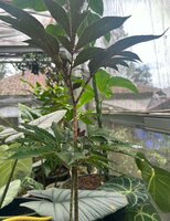 Aroid (Amorphophallus pendulus)