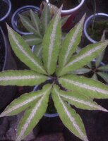 Aroid (Amorphophallus pendulus)
