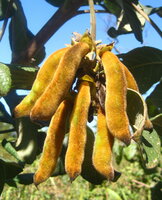 Velvet Bean (Mucuna pruriens)