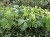 Velvet Bean (Mucuna pruriens)
