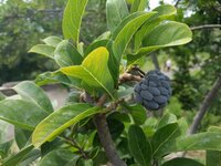Sugar Apple (Annona squamosa)
