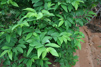 Sugar Apple (Annona squamosa)