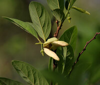 Sugar Apple (Annona squamosa)