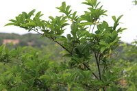 Sugar Apple (Annona squamosa)