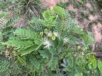 Kalkora Silk Tree (Albizia kalkora)