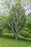 Kalkora Silk Tree (Albizia kalkora)