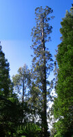 Giant Ash (Eucalyptus regnans)