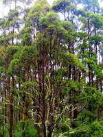 Giant Ash (Eucalyptus regnans)
