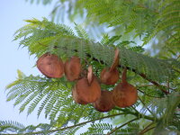 Blue Jacaranda (Jacaranda mimosifolia)