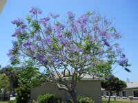 Blue Jacaranda (Jacaranda mimosifolia)