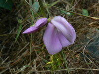 Jack Bean (Canavalia ensiformis)