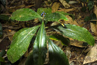Marble Berry (Pollia condensata)