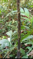 Aroid (Amorphophallus sp. 'Sulawesi')