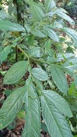 Aroid (Amorphophallus sp. 'Sulawesi')