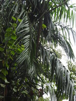 Common rattan (Calamus rotang)