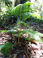 Common rattan (Calamus rotang)