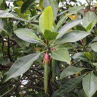 Large-leafed orange mangrove (Bruguiera gymnorhiza)
