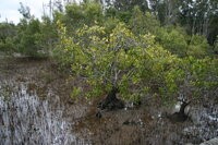 Large-leafed orange mangrove (Bruguiera gymnorhiza)