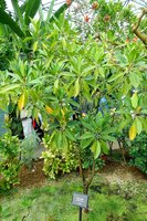 Large-leafed orange mangrove (Bruguiera gymnorhiza)