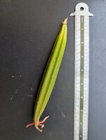 Large-leafed orange mangrove (Bruguiera gymnorhiza)