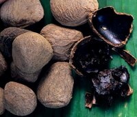 Football fruit (Pangium edule)