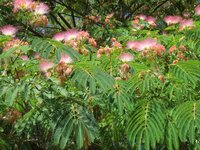 Persian Silk Tree (Albizia julibrissin 'E.H. Wilson')