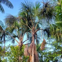 Moriche palm (Mauritia flexuosa)