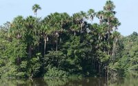 Moriche palm (Mauritia flexuosa)