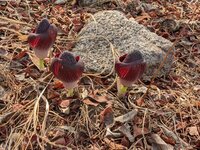 Amorphophallus aphyllus (Hook.) Hutch. observed in Guinea by Denis Bastianelli (licensed under CC BY 4.0)