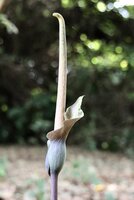 Photo: NABU|naturgucker, CC BY 4.0, via GBIF (occurrence 5135441881).