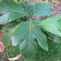 Forest &amp; Kim Starr / Starr Environmental &ndash; CC BY 2.0