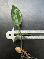 Marang (Artocarpus odoratissimus)