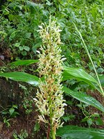 Foto: Nativeplants garden / Wikimedia Commons &ndash; CC BY-SA 4.0