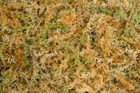 Sphagnum moss - 8 L / 100 g