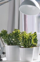 Grow Light Bioledex GoLeaf 9W