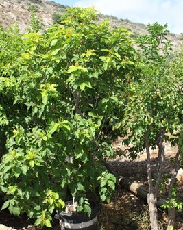 Peanut Butter Tree (Bunchosia argentea)