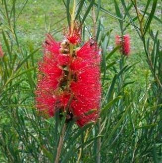 Scarlet Bottlebrush (Callistemon phoeniceus)